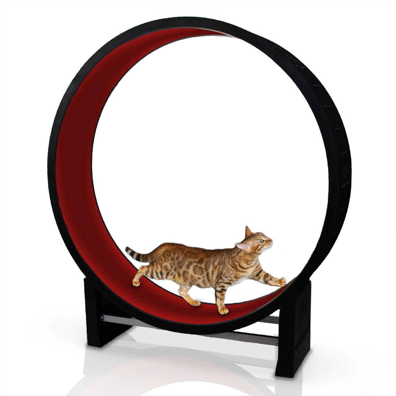 5 Best Cat Exercise Wheels (Updated 2020) Reviewes SmartPet